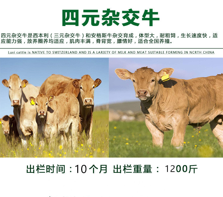 西门塔尔牛种苗价格 通凯畜牧 安徽西门塔尔牛苗价格 品种长势快示例图4