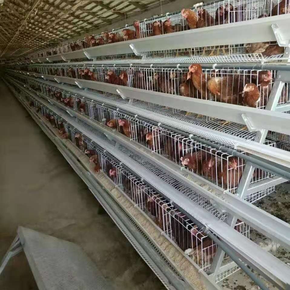 信必达 阶梯式蛋鸡笼 自动化蛋鸡养殖笼 生产养蛋鸡笼具