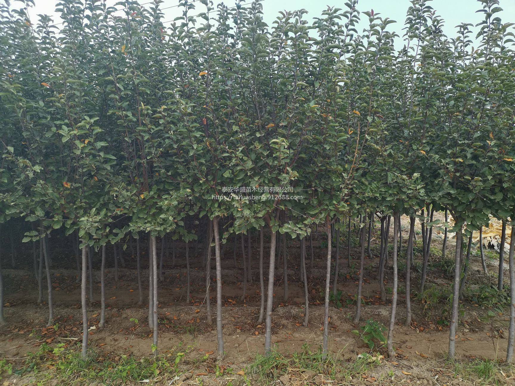 黑钻苹果苗品种纯正，提供技术指导富士系列欢迎实地考察
