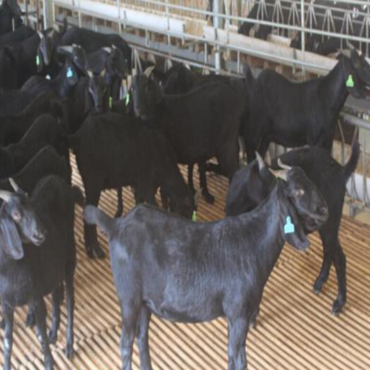 黑山羊羊苗价格 黑山羊小羊苗 黑山羊出售 现代 厂家直售