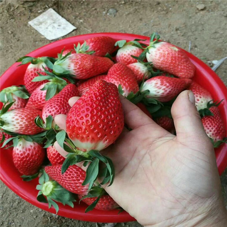 济南章姬草莓苗种植基地 章姬草莓苗价格 泰安市兴红农业图片
