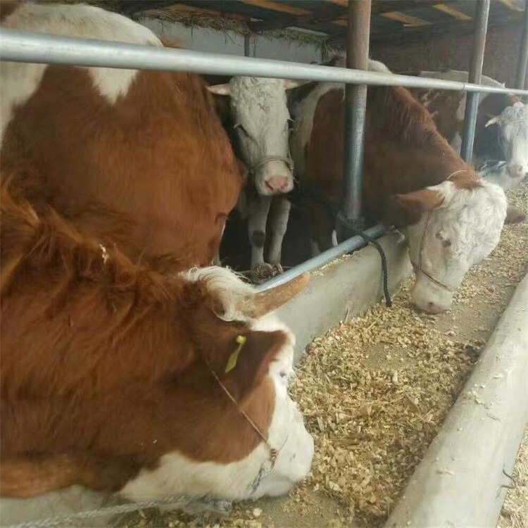 西门塔尔肉牛 黄牛崽价格 通凯牧业 自繁自养 吉林西门塔尔牛养殖基地