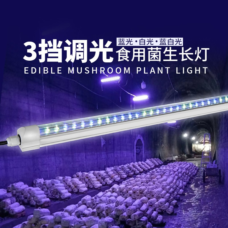 食用菌平菇生长补光灯 出菇期子实体专用 220V三档调光色防水灯管图片