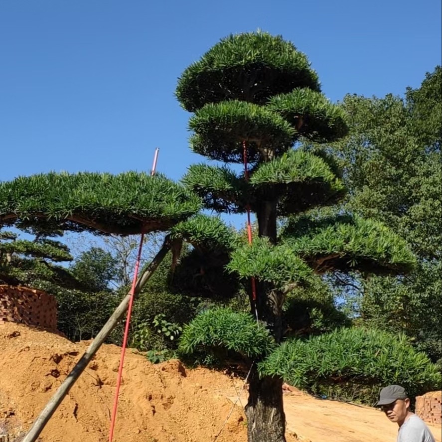 基地供应日本造型罗汉松 罗汉松造型景观树 规格齐全