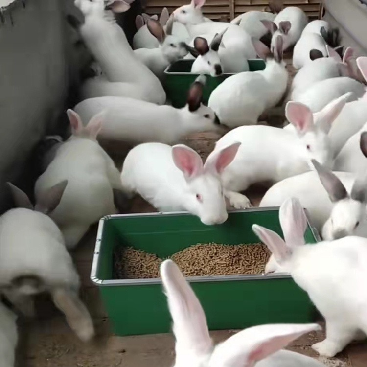 兔子养殖场 兔子长的大的品种 兔子大型品种图片