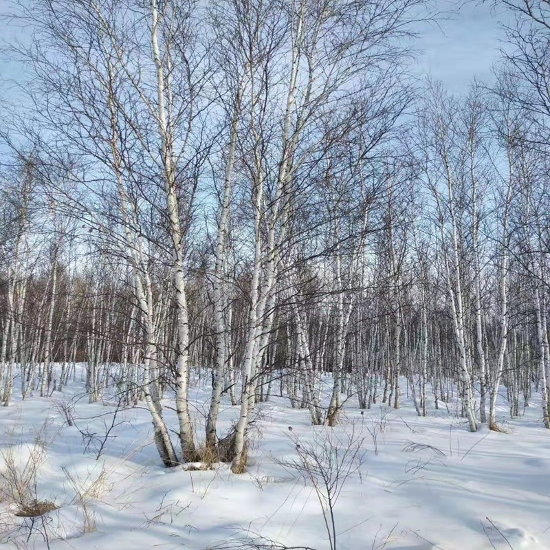 联众苗圃批发从生白桦5-12米高 单杆白桦 树形优美图片