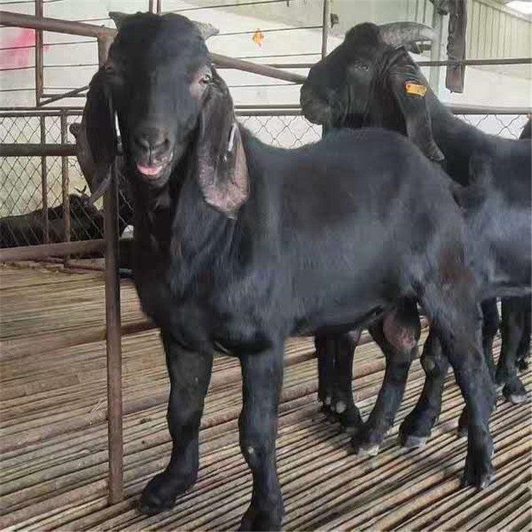 江西山羊养殖基地 本地山羊价格 通凯 黑山羊山羊养殖技术