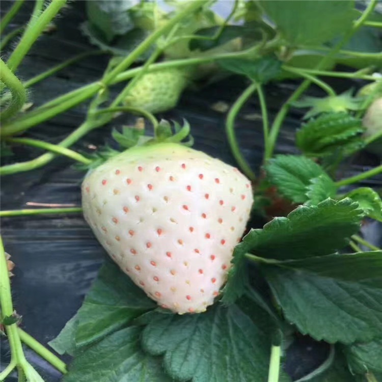 山东白雪公主草莓苗价格 青岛京郊小白草莓苗品种 种植技术 兴红农业