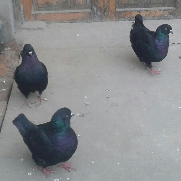 黑龙江元宝鸽养殖场 元宝鸽价格 大体元宝鸽 2斤的元宝鸽图片