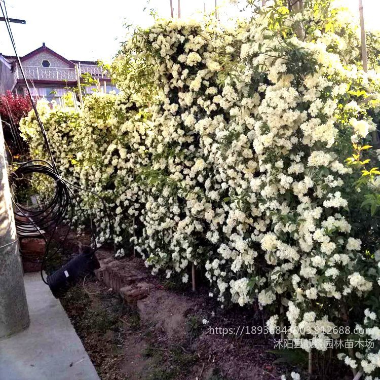 白木香1.3米长价格 适宜围墙栅栏打造花海植物 爬藤植物批发
