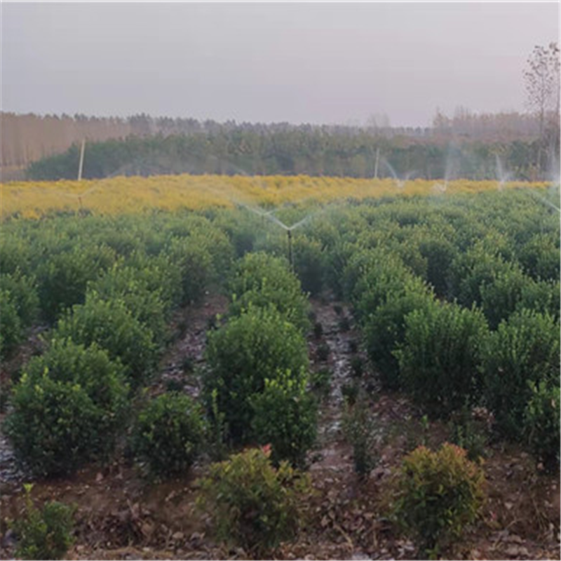 植株强健易成活 1.8米的冬青球 高杆瓜子黄杨树 大量供应