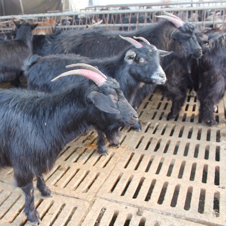 黑山羊养殖前景 黑山羊种羊易养殖 黑山羊养殖基地 现代 活体批发