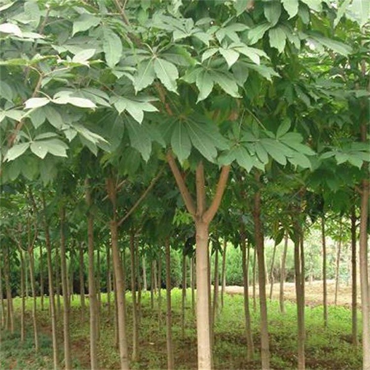 基地大量供应绿化工程苗木 七叶树 菩提树 植物苗木 规格齐全 量大从优