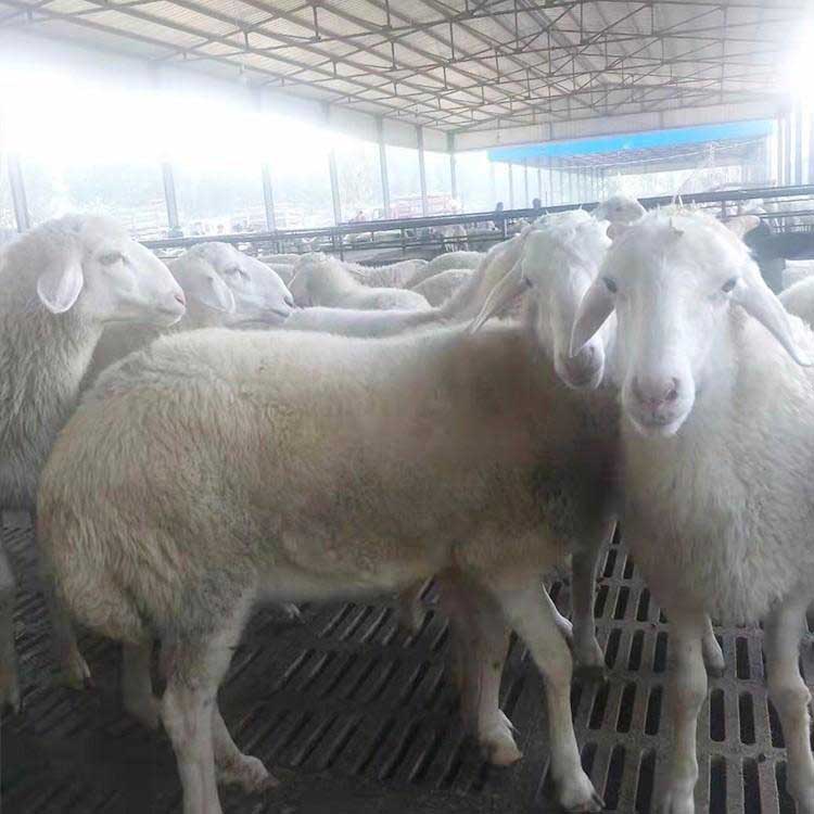 小尾寒羊新品种 现代 小尾寒羊种养 新疆小尾寒羊 价格优图片