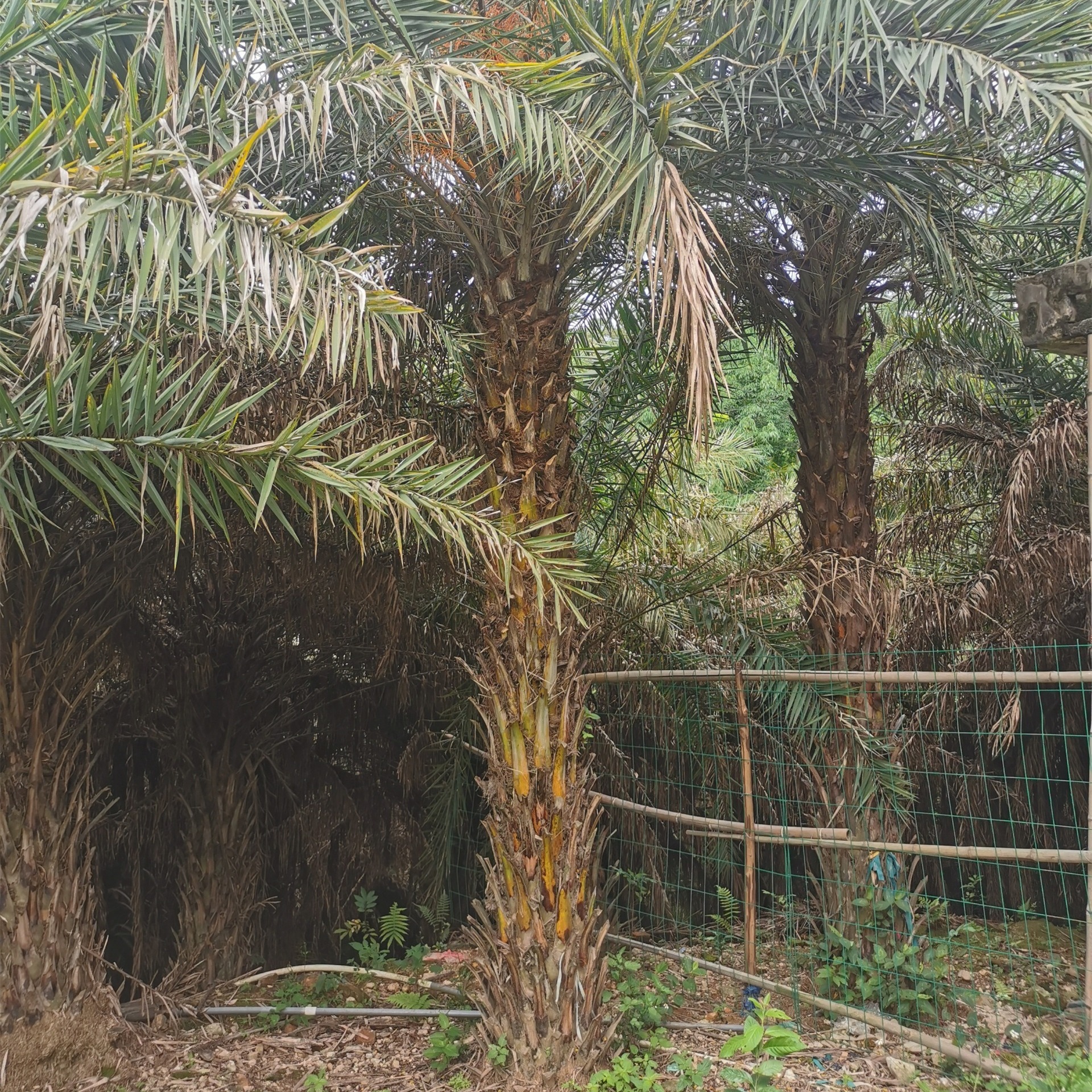 棕榈植物 4米杆中东海枣 绿锦园艺