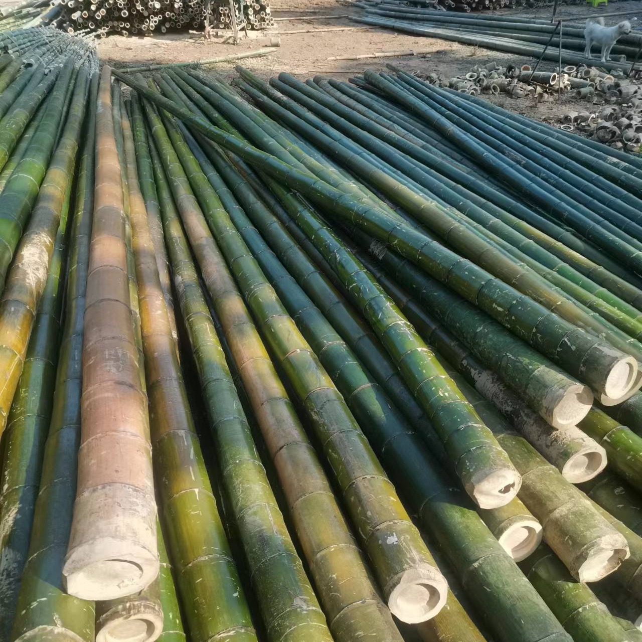 竹韵竹制品厂家批发 绿化撑树小毛竹撑香蕉竹杆