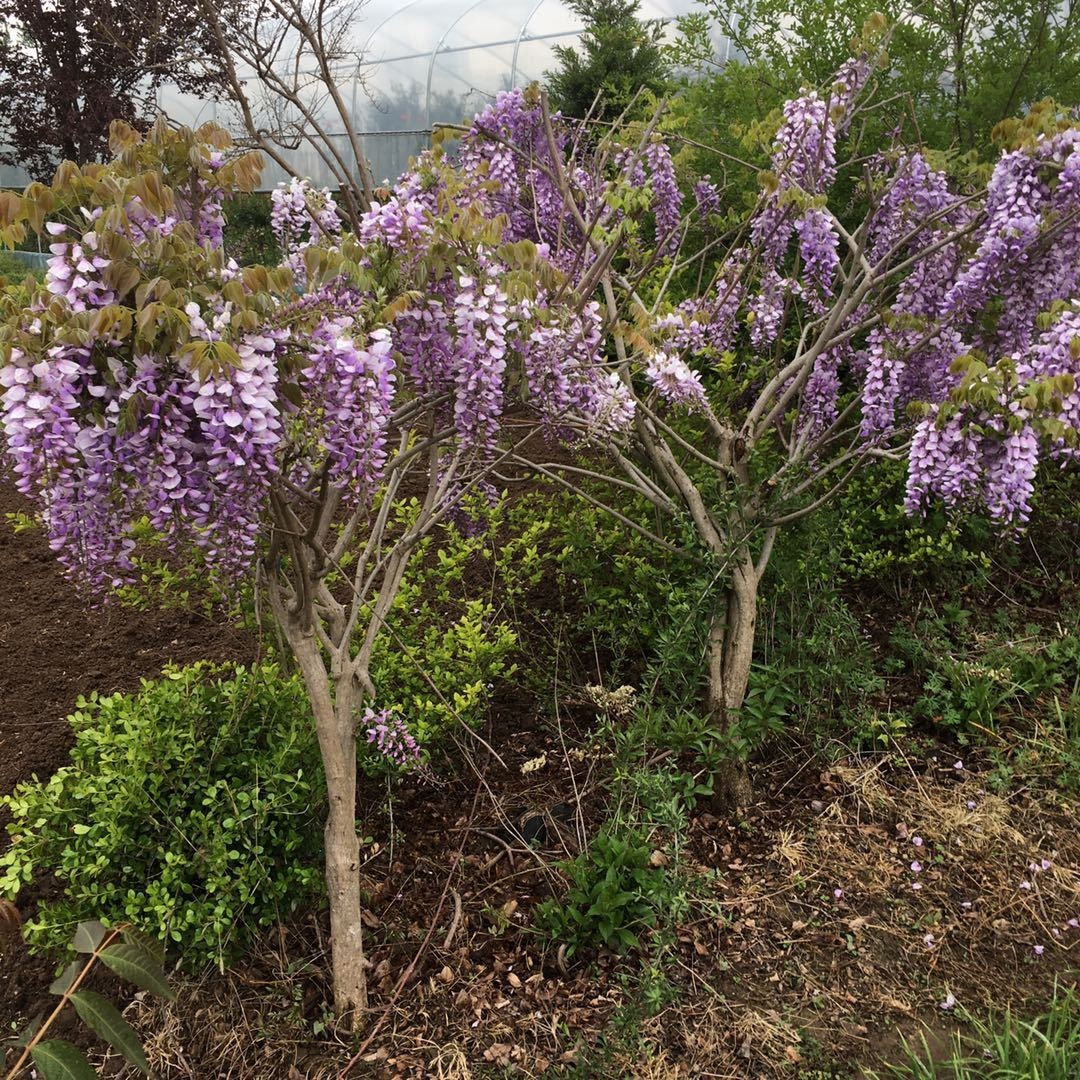 日本紫藤树3公分粗产地 栅栏长廊多花紫藤现货 爬藤植物批发