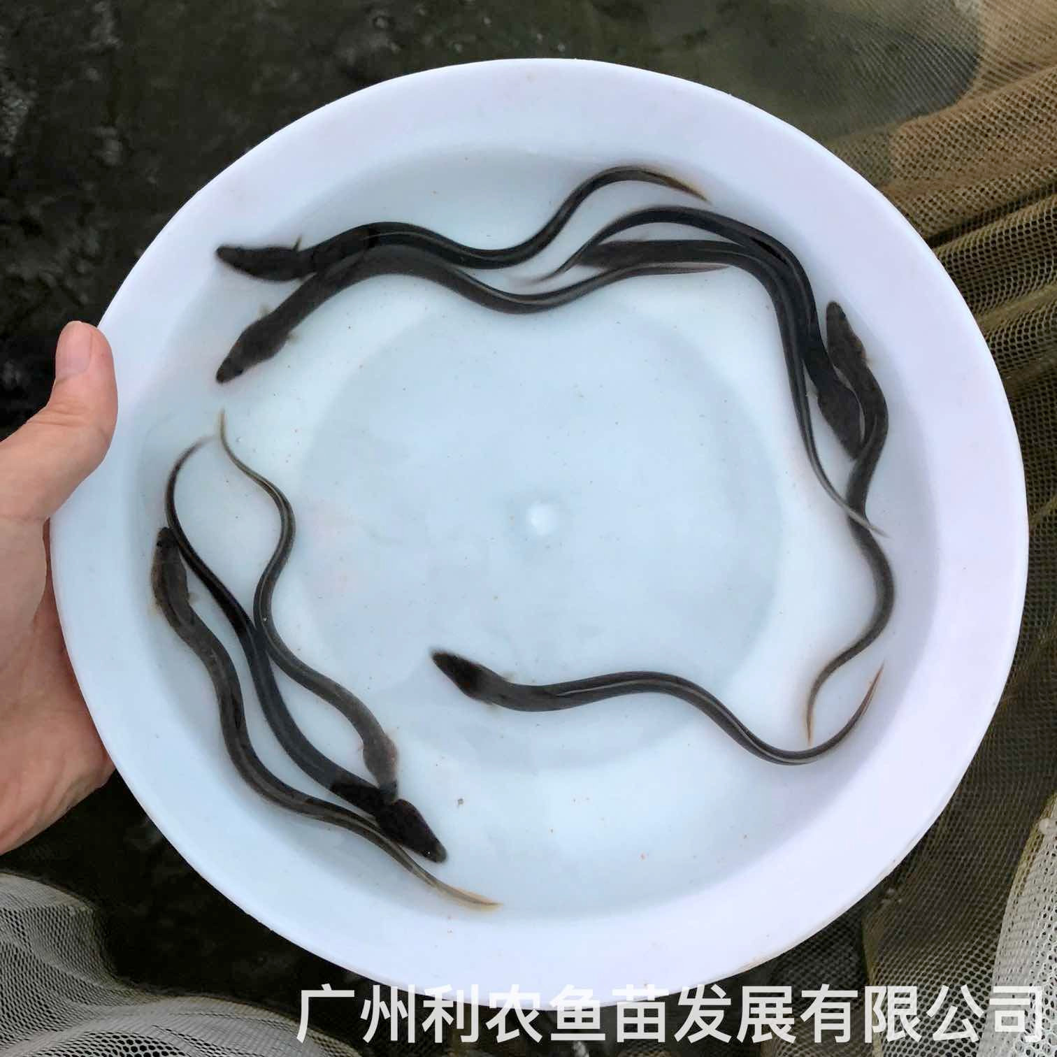 广西合浦淡水花鳗鱼苗出售广西北海鳗鱼苗批发价格
