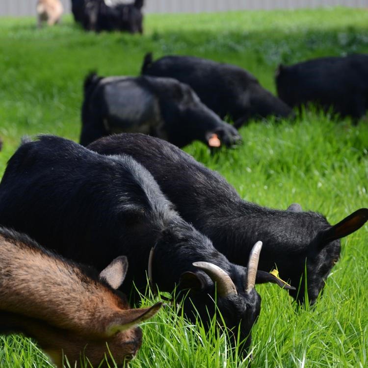 黑山羊种苗 改良黑山羊种苗 通凯牧业 金华本地山羊养殖基地
