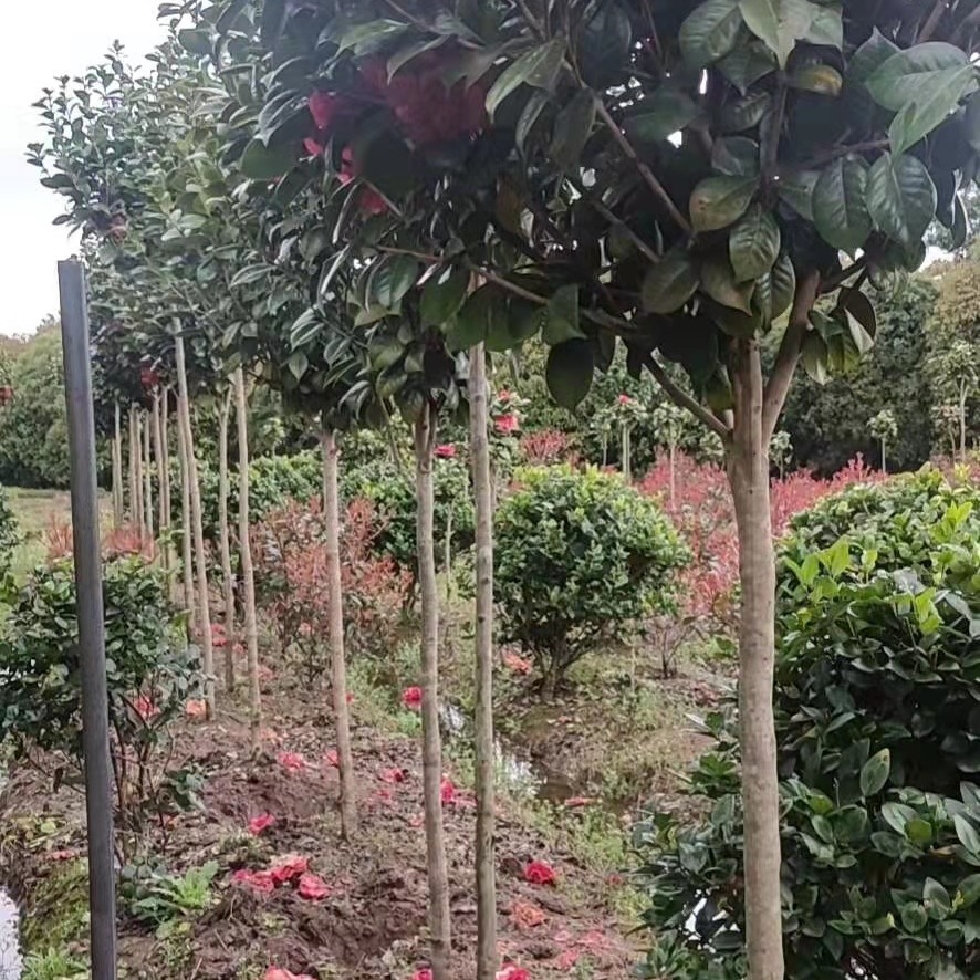 高杆茶花 茶花树 地径5-20公分 二十年种植 千喜绿化苗木