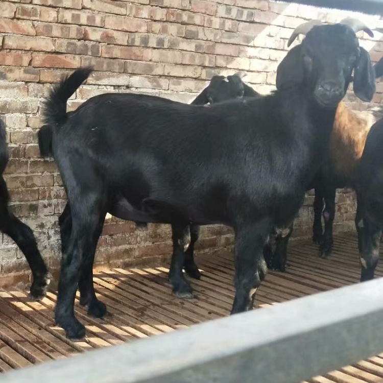 努比亚黑山羊羔 改良肉羊品种 求购黑山羊 现代 批发价格低