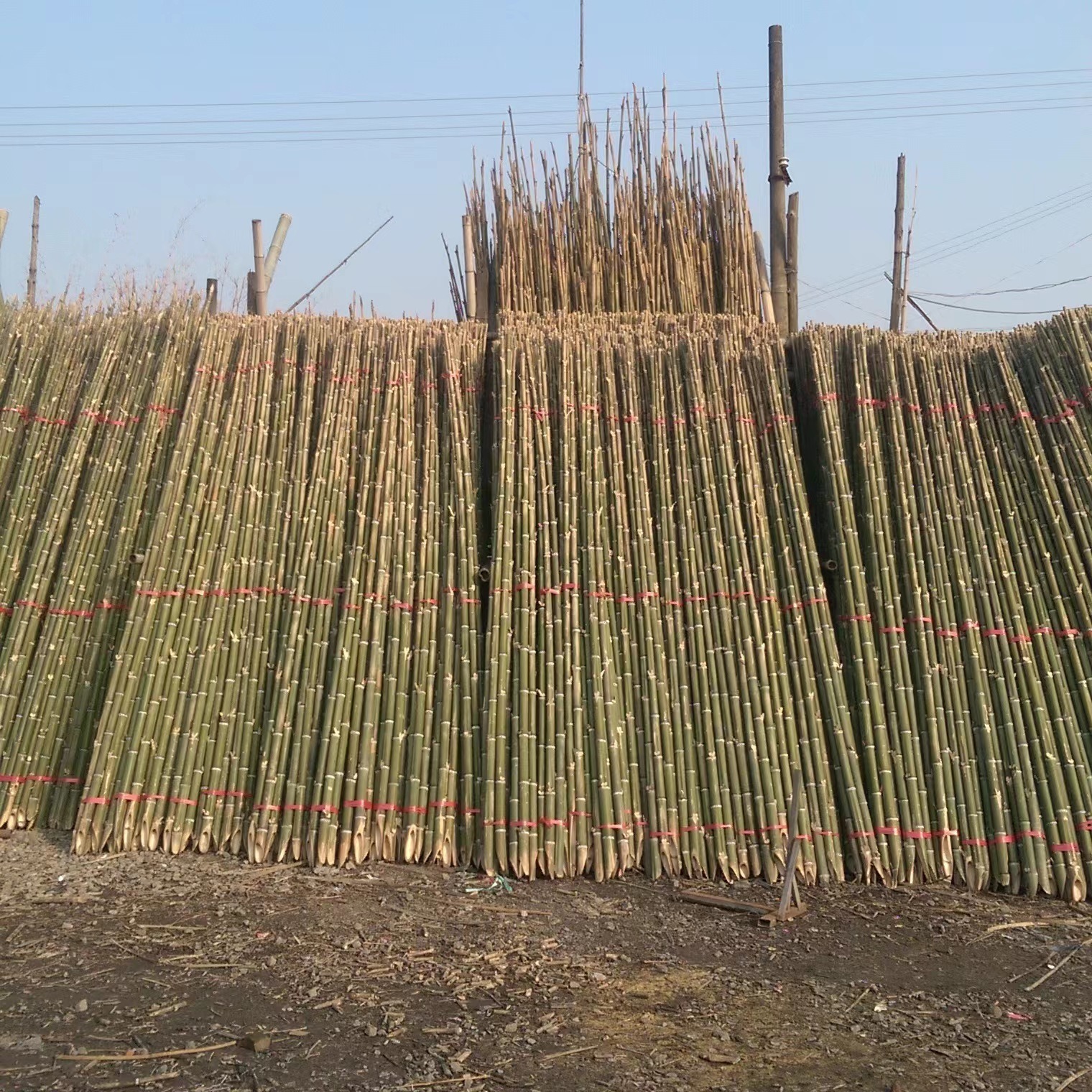竹韵竹制品毛竹厂家竹竿4年以上竹龄竹稍苗木支撑农用种植图片