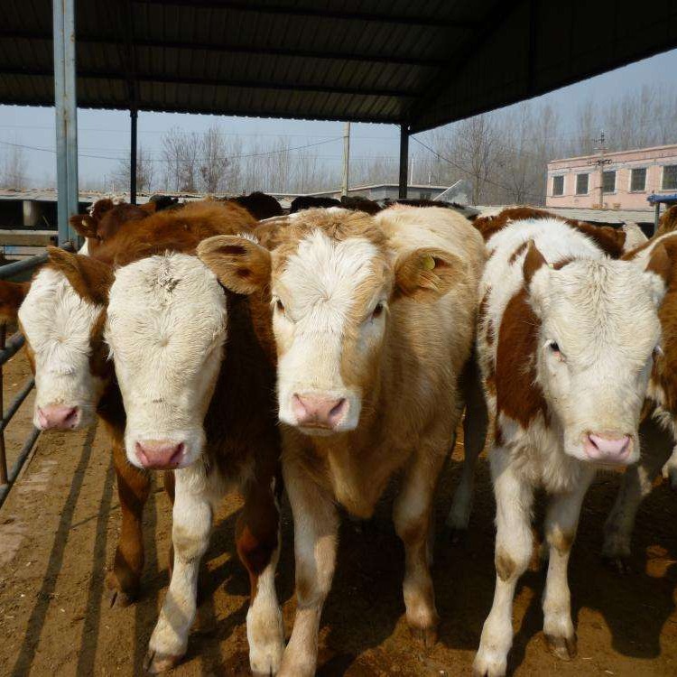 山东济宁小牛犊价格 西门塔尔牛 牛的市场价