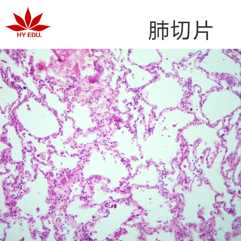 肺切片  高教标准 显微镜玻片 组织细胞 生物切片 成像清晰