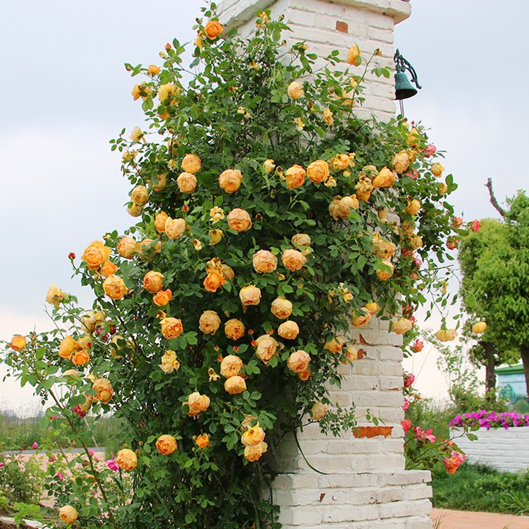 藤本月季庭院花园攀援花卉大花蔷薇盆栽月季玫瑰大苗屋檐的花园图片